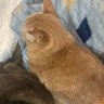 ゴイサギ profil fotoğrafı