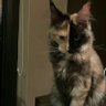 dingdang profil fotoğrafı