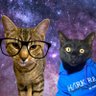 Profilbild von Biscuit Butt 🐾 Shade the Potato 🐾 Sir Kanerz🌈