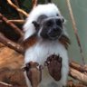 あんぐらしゃろう👑( 🐵の独り言) 的头像