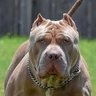 SAFADO27's profile picture