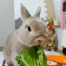 彩&陽向(ひなた♂🐰) profil fotoğrafı