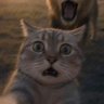 肆猫头's profile picture