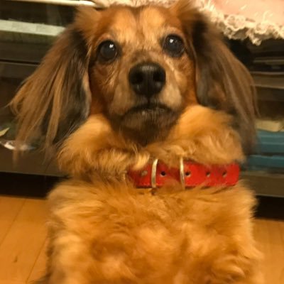 ポッピンココ's profile picture