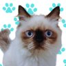 Shiro The Cat 🌭 ☝🏼💧's profile picture