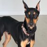 DobermanDave 的头像