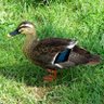 Фото профиля カモかもね🦆