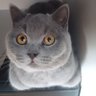 Mijaro profil fotoğrafı