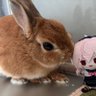 FURBALL🐏's profile picture