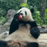 Фото профиля xiang_nai_zi