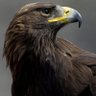 أمير's profile picture