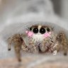 Profilbild von SpiderInTheCornerOfYourRoom