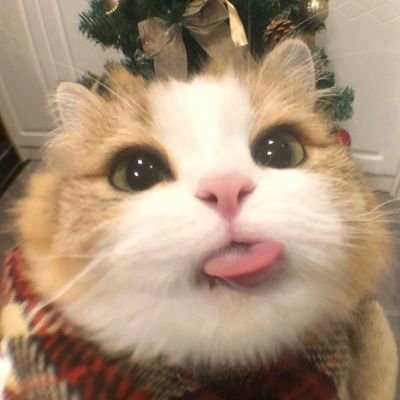not_tobe_h0nest's profile picture