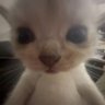 Ellie 🏒🔬🧪🩵 profil fotoğrafı