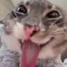 Goonicidal Maniac's profile picture