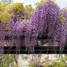 ひとみ💜☃️ profil fotoğrafı