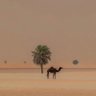 السعودية العظمى 的头像