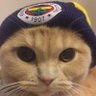 Deniz's profile picture