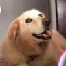 Profilbild von LendoAlgumaCoisa2