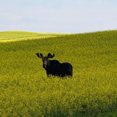 Jordan McCormick's profile picture