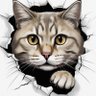 Muhsin's profile picture