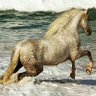 PegasusNumi's profile picture