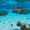 SeaTurtleTūtū's profile picture