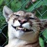 Kosch NX's profile picture