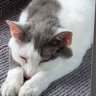 肉球を愛で隊's profile picture