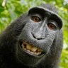 Profilbild von Animal Insting