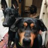 SusanLovesK9s❤️🦮🦴🐾🐕❤️'s profile picture