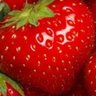 🍓いちご🍓 的头像