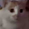 Profilbild von ssjj