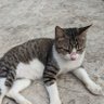 Kucing Madrid's profile picture