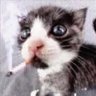 alternativa e radical's profile picture