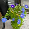 Фото профиля はま