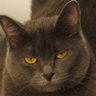 Smokey's profile picture