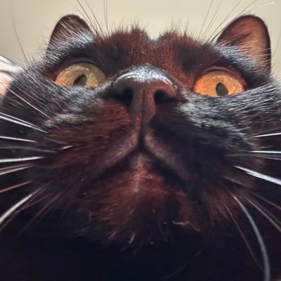 __yamadaa__'s profile picture
