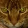 Kurt Mitch's profile picture
