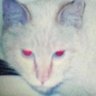 ふぇありる profil fotoğrafı
