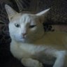 Profilbild von SADIQZAKU