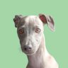 Dog Insight Lab | Love. Learn. Bond. profil fotoğrafı