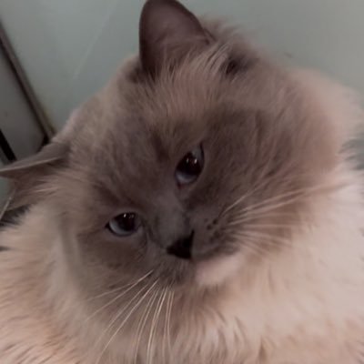 Brain_In_Vat's profile picture