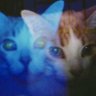 bleue's profile picture
