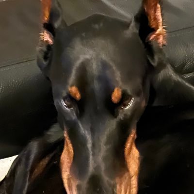 مسافرى از لى لى پوت's profile picture