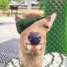 Chico's profile picture