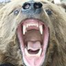 Profilbild von The Bear