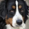 Profilbild von kmsasaki
