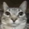 Profilbild von ( ' ᄌ ' )