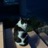 にあ🌰🍀🔇 profil fotoğrafı